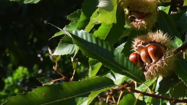 秋の収穫期に木から吊るされた熟したハリネズミから落ちる栗 10月の栗の収穫時間 イタリア — ストック動画