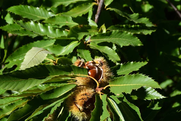Κάστανα Πρόκειται Πέσουν Από Ώριμα Σκαντζόχοιρα Που Κρέμονται Στο Δέντρο — Φωτογραφία Αρχείου