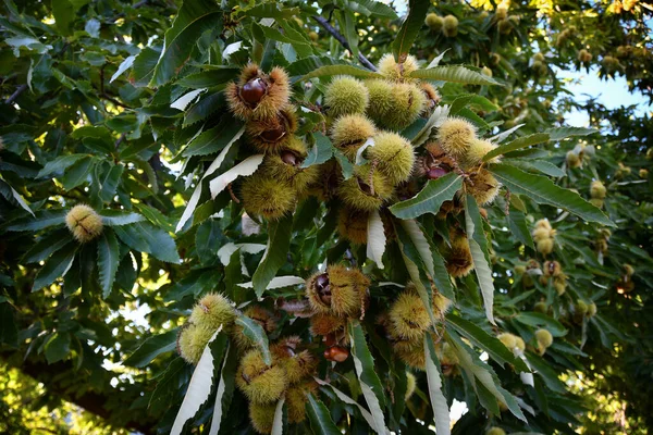 Castanhas Estão Prestes Cair Dos Hadgehogs Maduros Pendurados Árvore Durante — Fotografia de Stock