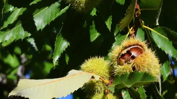 Chestnut Dalam Landak Matang Akan Jatuh Dari Pohon Selama Masa — Stok Video