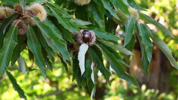 Chestnuts Ripe Hedgehogs Fall Tree Harvest Time Fall Season Chestnut — Stock Video