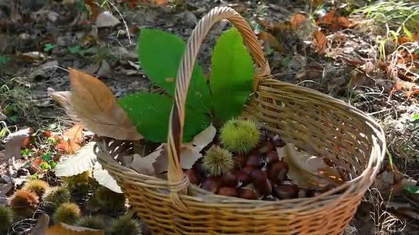 ヘッジホッグと緑の栗の葉を持つウィッカーバスケットに落ちる栗 秋のシーズン 収穫の時間だ 一般的な新鮮な秋の果物 — ストック動画