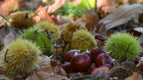Herbstzeit Kastanienerntezeit Typische Frische Herbstfrüchte — Stockvideo