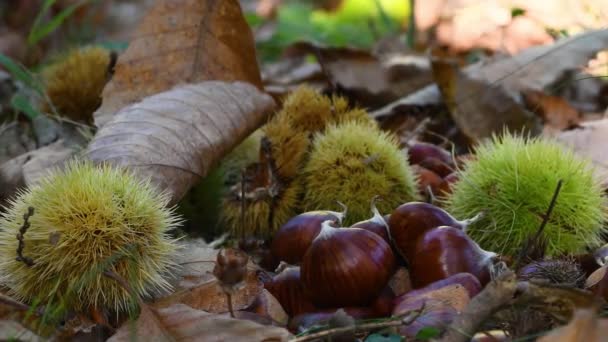 Sonbahar Mevsiminde Kestane Ormanı Kestaneler Olgun Kirpilerden Ayrılır Yere Düşer — Stok video