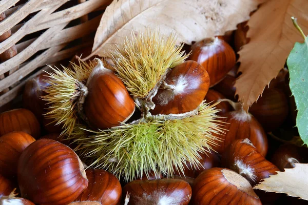 Close Freshly Harvested Chestnuts Hedgehogs Wicker Basket — Stock Photo, Image