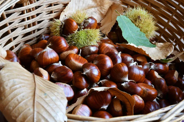 Close Freshly Picked Chestnuts Wicker Basket Leaves Hedgehogs — Stock Photo, Image