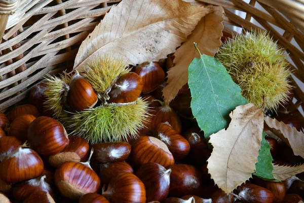 Primo Piano Castagne Appena Raccolte Cesto Vimini Insieme Foglie Ricci — Foto Stock