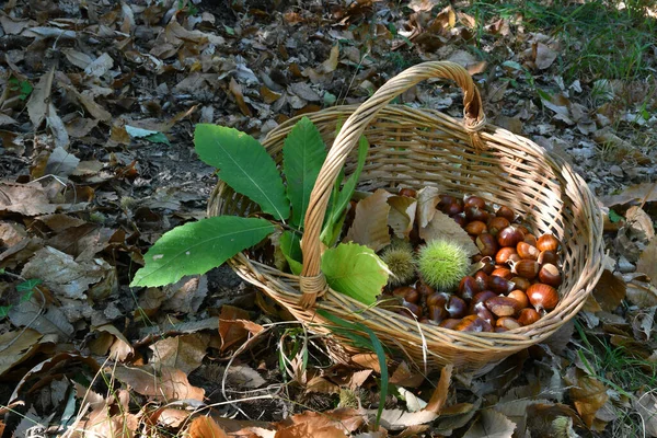 Chestnuts Wicker Basket Hedgehogs Green Chestnut Leaves Harvest Time Autumn — Stock Photo, Image