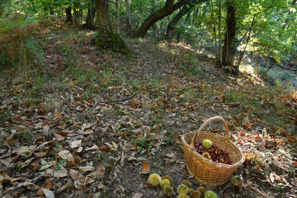 Castaño Toscana Castañas Una Canasta Mimbre Tiempo Cosecha Otoño — Foto de Stock