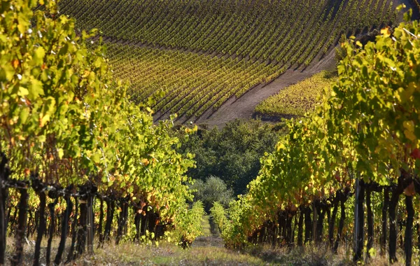 Mooie Rijen Wijngaarden Worden Geel Bij Zonsondergang Licht Herfst Chianti — Stockfoto