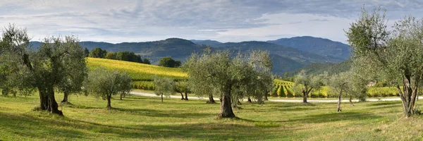 Olijfbomen Met Bewolkte Luchten Het Toscaanse Platteland Italië — Stockfoto