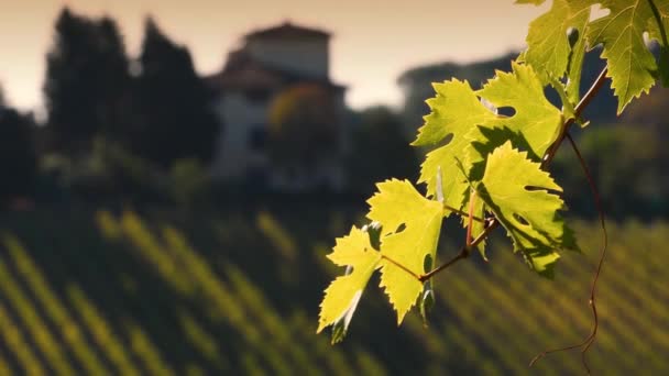ワインの葉は トスカーナ地方の日没の光の中で風に揺れる イタリアのChianti Classicoエリア — ストック動画