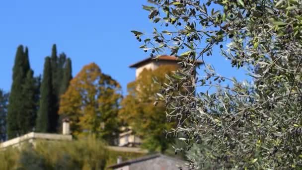 Tuscan Countryside Autumn Close Olives Swaying Plant Branch Harvest Italy — Stock Video