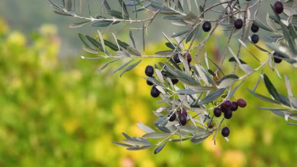 トスカーナの田舎だ 秋に収穫する前に 植物の枝にオリーブの閉鎖 イタリア — ストック動画