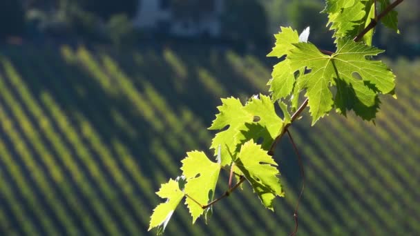 トスカーナ地方では風に揺れるブドウの葉 イタリアのChianti Classicoエリア — ストック動画