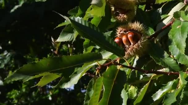 秋の収穫期になると 栗の枝から吊るされた熟したハゲタカの中の栗が風に揺れる 10月の栗の収穫時間 イタリア — ストック動画