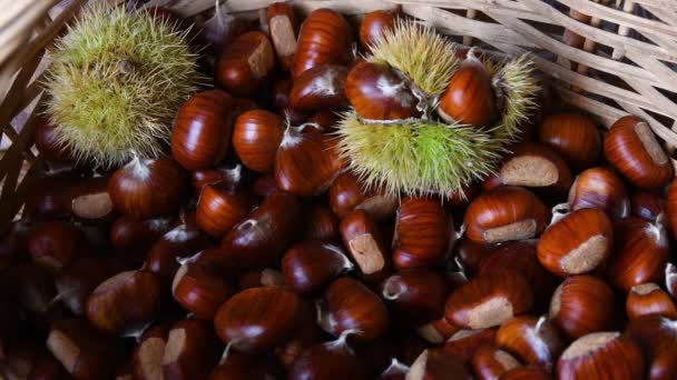 Kastanje Oogsttijd Herfst Man Handen Laten Kastanjes Vallen Een Rieten — Stockvideo