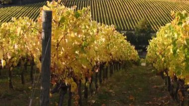 Floransa ve Siena arasındaki Chianti bölgesinin muhteşem üzüm bağları sonbahar mevsiminde rüzgarda savrulan sarı renklerle doludur. Chianti Classico bölgesi. İtalya