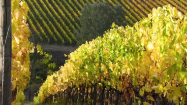 Floransa ve Siena arasındaki Chianti bölgesinin muhteşem üzüm bağları sonbahar mevsiminde rüzgarda savrulan sarı renklerle doludur. Chianti Classico bölgesi. İtalya