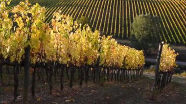 Floransa ve Siena arasındaki Chianti bölgesinin muhteşem üzüm bağları sonbahar mevsiminde rüzgarda savrulan sarı renklerle doludur. Chianti Classico bölgesi. İtalya