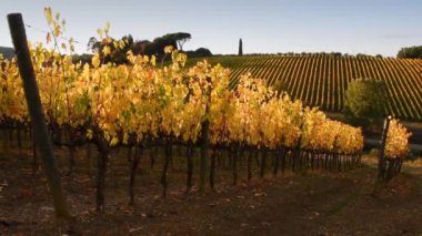 Floransa ve Siena arasındaki Chianti bölgesinin güzel üzüm bağlarının sıraları sonbaharda rüzgarda savruluyor ve gün batımının ışığında sarıya dönüyor. Chianti Bölgesi. İtalya.