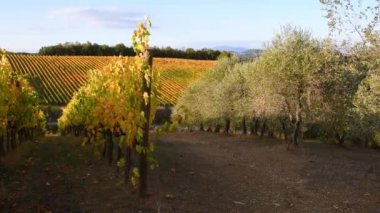 Floransa ve Siena arasındaki Chianti bölgesinin üzüm bağları ve rüzgarda sallanan zeytin ağaçları. Sonbahar sezonu Chianti Classico bölgesi. İtalya