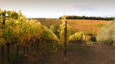 Floransa ve Siena arasındaki Chianti bölgesinin güzel üzüm bağlarının sıraları sonbaharda rüzgarda savruluyor ve gün batımının ışığında sarıya dönüyor. Chianti Bölgesi. İtalya.