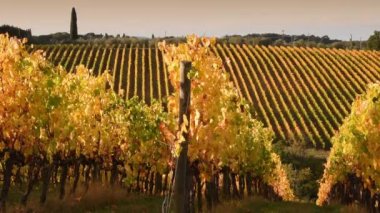 Floransa ve Siena arasındaki Chianti bölgesinin güzel üzüm bağlarının sıraları sonbaharda rüzgarda savruluyor ve gün batımının ışığında sarıya dönüyor. Chianti Bölgesi. İtalya.