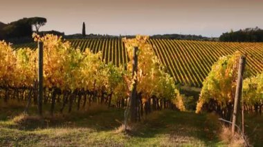 Floransa ve Siena arasındaki Chianti bölgesinin güzel üzüm bağlarının sıraları sonbaharda rüzgarda savruluyor ve gün batımının ışığında sarıya dönüyor. Chianti Bölgesi. İtalya.