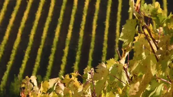 フィレンツェとシエナの間のキアンティ クラシコの中心部にある素晴らしいブドウ畑の黄色の葉が風に乗って動きます 秋のシーズン サンカシアーノ ヴァル ペサの近くChianti地域 イタリア — ストック動画