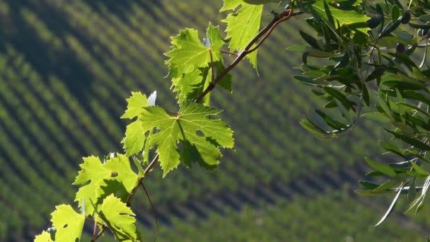 Las Hojas Vid Balancean Viento Campiña Toscana Chianti Classico Área — Vídeo de stock