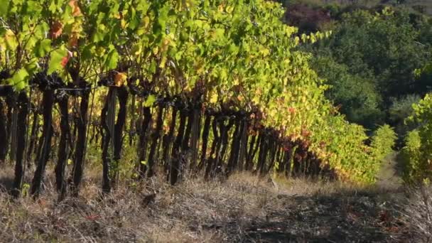 Druivenoogst Oktober Beginnen Prachtige Wijngaarden Van Chianti Toscane Geel Worden — Stockvideo