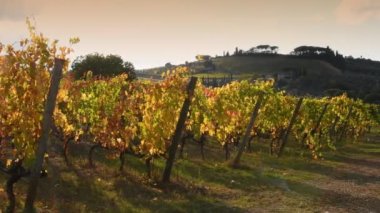Floransa ve Siena arasındaki Chianti bölgesinin güzel üzüm bağlarının sıraları sonbaharda rüzgarda savruluyor ve gün batımının ışığında sarıya dönüyor. Chianti Bölgesi. İtalya.