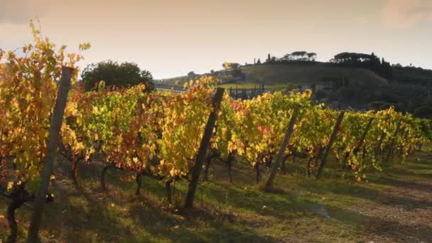 秋天的风中 在佛罗伦萨和锡耶纳之间的千安提地区 一排排美丽的葡萄园被风吹得发亮 在夕阳的照耀下 变成了黄色 奇安提地区意大利 — 图库视频影像