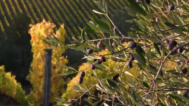 トスカーナの田舎のChianti Aera イタリアの背景にカラフルなブドウと秋のシーズンに収穫する前に枝にオリーブ — ストック動画