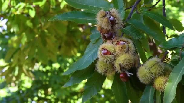 Les Châtaignes Intérieur Des Hadgehogs Mûrs Suspendus Aux Branches Châtaignier — Video