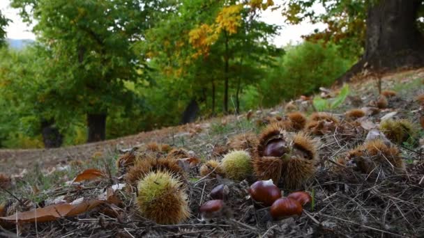 秋天在一片古老的栗树林中 收获季节 用刺猬把栗子埋在地上 典型的秋季新鲜水果 — 图库视频影像