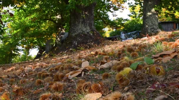 Höstsäsong Skog Kastanjeträd Skördetid Närbild Kastanjer Föll Till Marken Med — Stockvideo