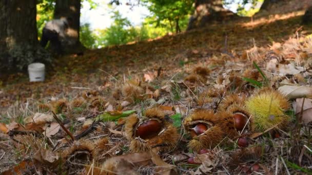Autumn season in a wood of chestnut trees, harvest time. Closeup of chestnuts fallen to the ground with hedgehogs and a man on the background who collects them. Typical fresh autumn fruits.