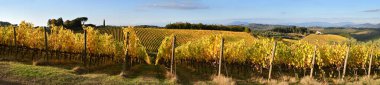 Hasat döneminden sonra, Chianti üzüm bağları sonbaharda sararır. Val di Pesa 'daki San Casciano yakınlarındaki Chianti bölgesinde güzel üzüm bağları ve mavi gökyüzünün panoramik manzarası. İtalya