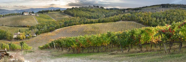 Panorámás Kilátás Gyönyörű Sorok Színes Szőlőültetvények Nella Campagna Toscana Chianti — Stock Fotó