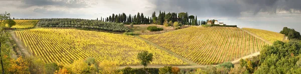 Panoramisch Uitzicht Prachtige Rijen Gele Wijngaarden Chianti Bij San Casciano — Stockfoto