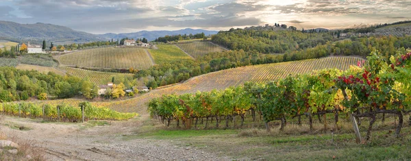 Удивительный Вид Красивые Ряды Разноцветных Виноградников Nella Campagna Fucana Регионе — стоковое фото