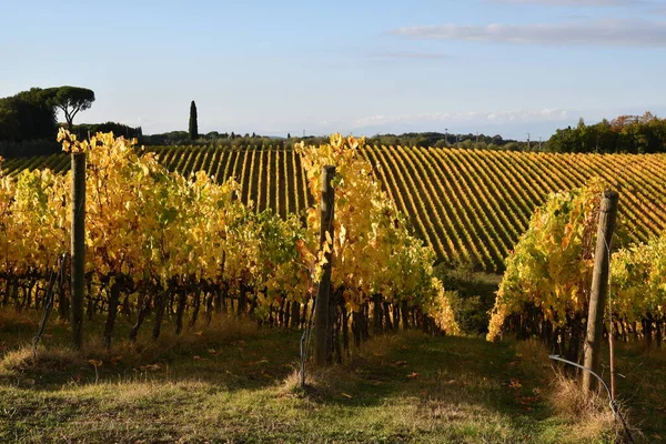 Chianti Vineyards Turn Yellow Autumn Season Beautiful View Rows Vineyards — Stock Photo, Image