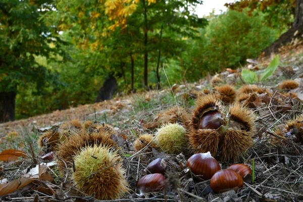 Outono Floresta Castanheiros Centenária Nas Montanhas Toscana Está Hora Colheita — Fotografia de Stock