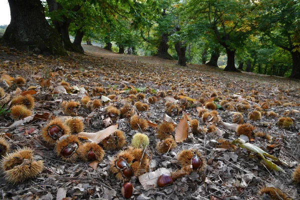 Outono Floresta Castanheiros Centenária Nas Montanhas Toscana Está Hora Colheita — Fotografia de Stock