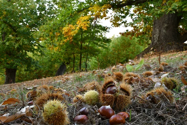 Bosque Castaño Otoño Centenario Las Montañas Toscanas Hora Cosecha Castañas — Foto de Stock