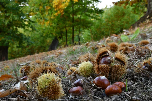 Outono Floresta Castanheiros Centenária Nas Montanhas Toscana Está Hora Colheita — Fotografia de Stock