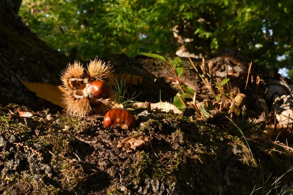 Autunno Secolare Bosco Castagni Tra Montagne Toscane Ora Della Raccolta — Foto Stock