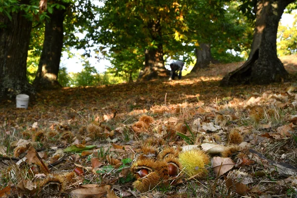 何世紀もトスカーナの山々に古い栗の森 栗の収穫の時間 栗とハリネズミを地面に閉じます 下から撃たれた 一般的な新鮮な秋の果物 — ストック写真